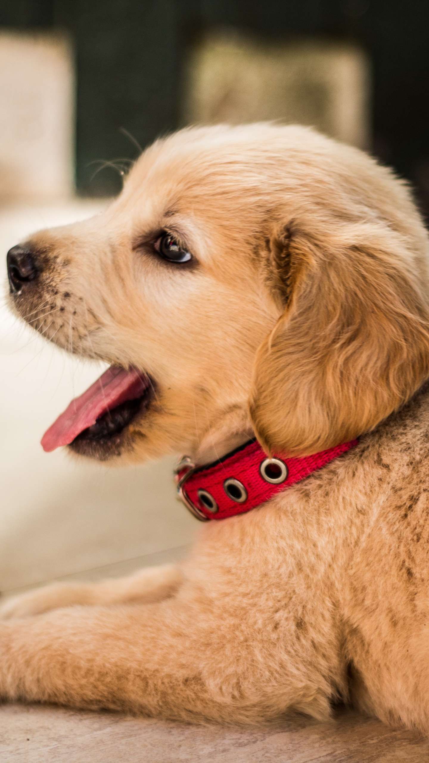 Golden Retriever Phone Wallpaperwalpaperlist.com