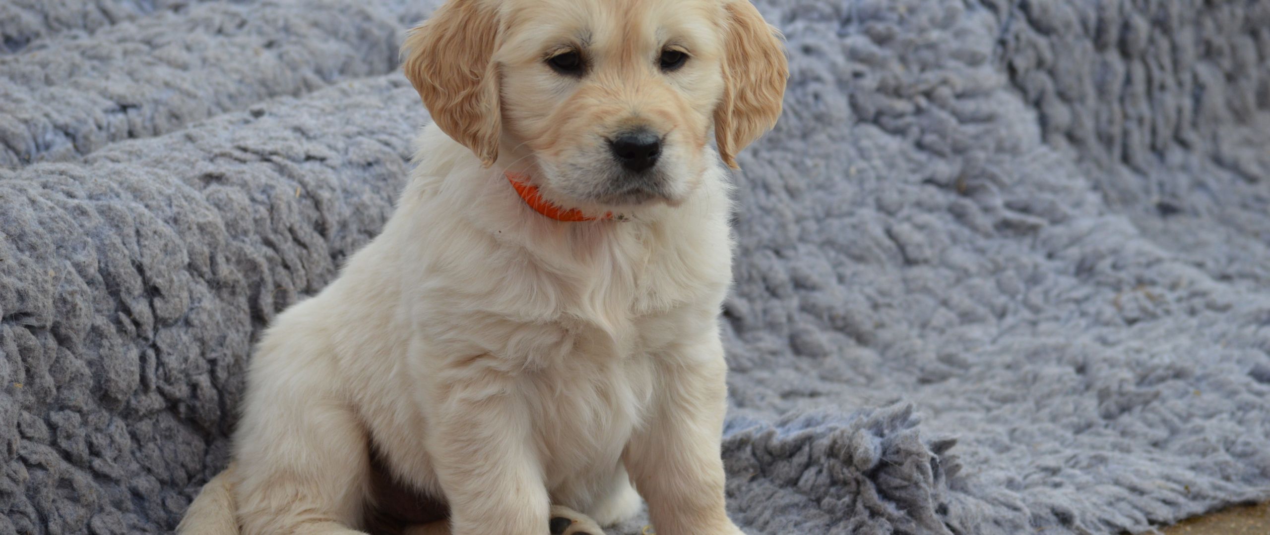 Desktop Wallpaper Cute Puppy, Dog .picstatio.com