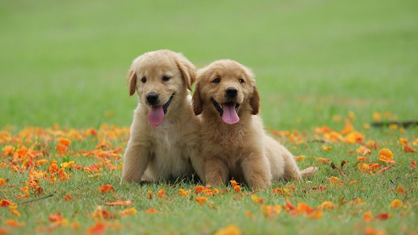 Cute Retriever Babies Wallpaper .kolpaper.com