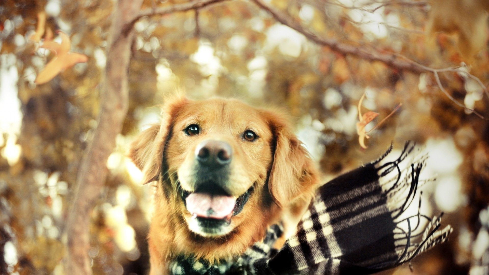 Golden Retriever Wallpaper