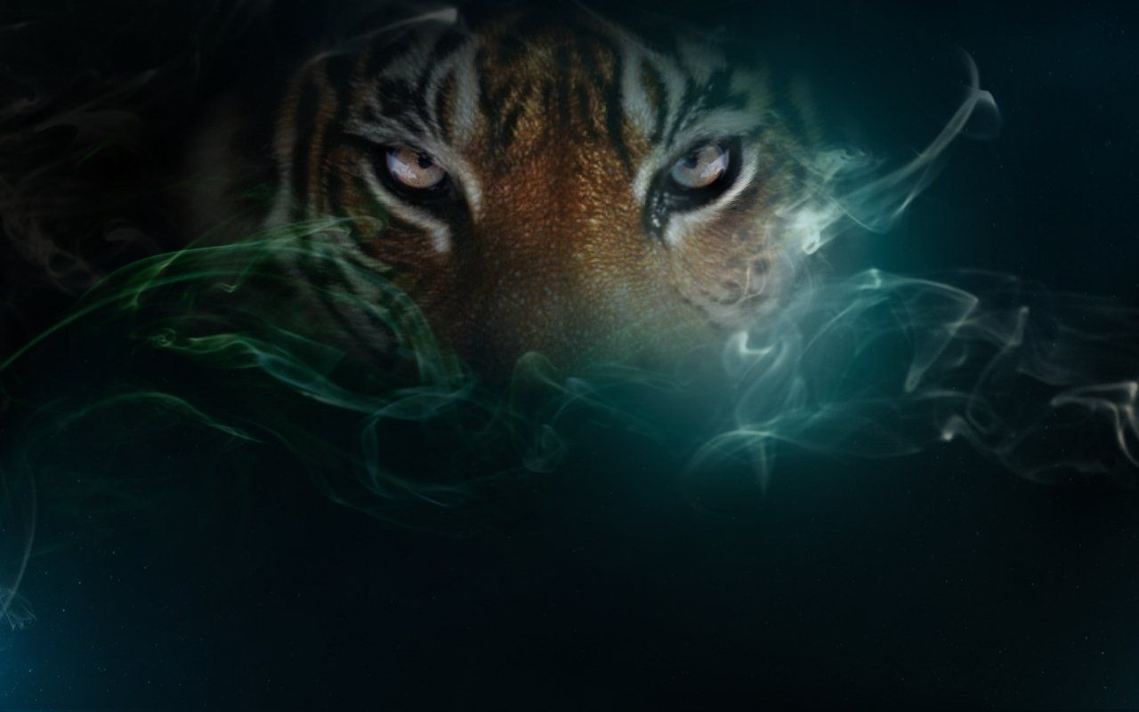 Cool Tiger Backgroundwallpaperafari.com