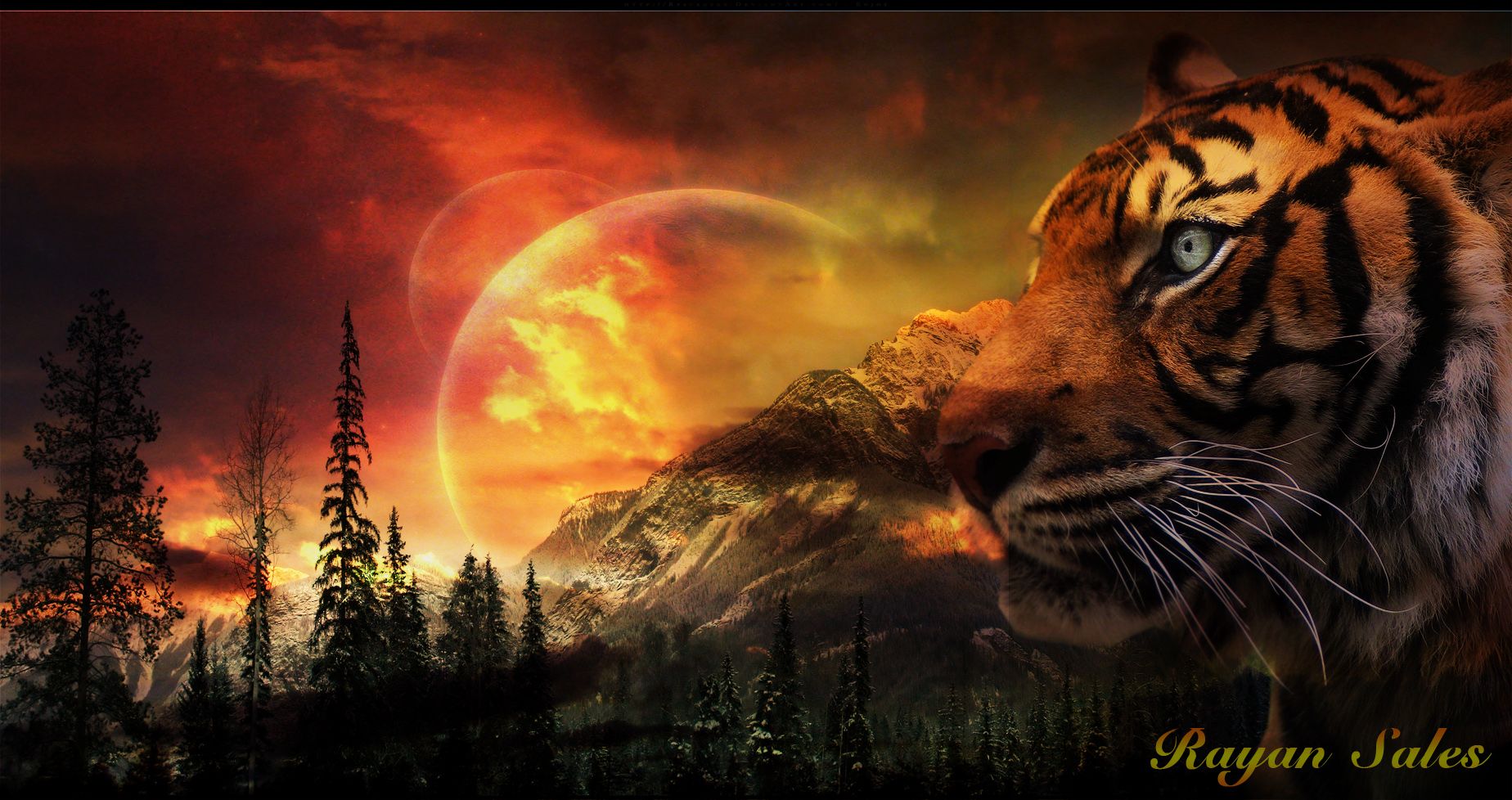 Cool 3D Background of Tigers 1848x978 .wallpaperafari.com