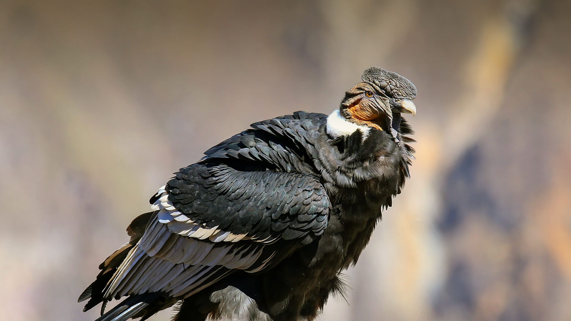 Andean Condor. San Diego Zoo Animals .animals.sandiegozoo.org