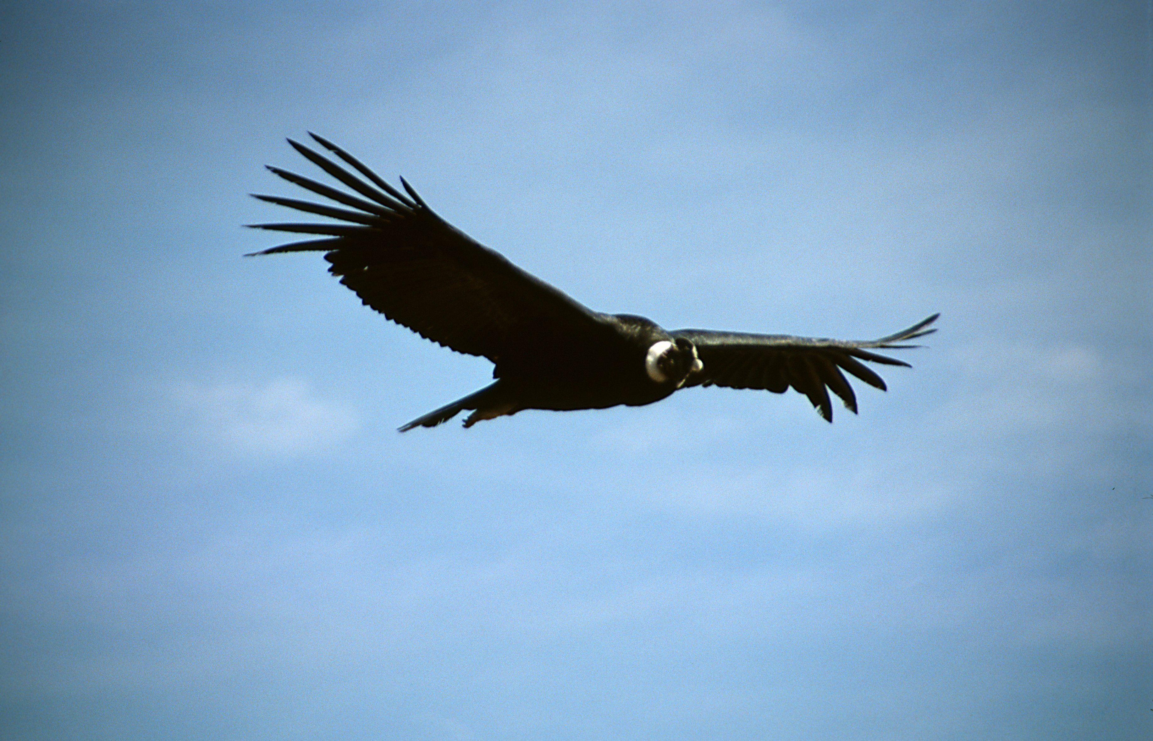 Condor de Los Andes. Andean .com