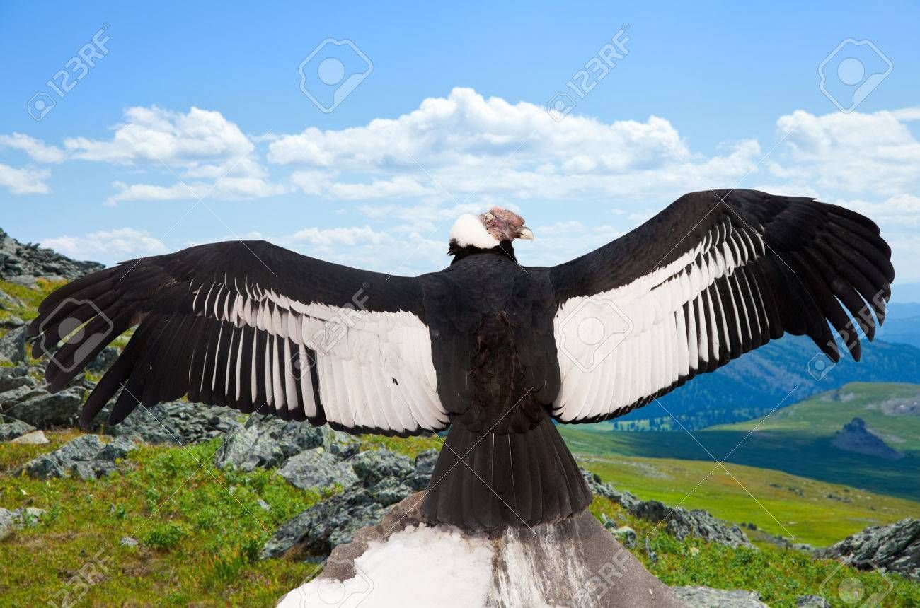 Andean condor (Vultur gryphus) in .com