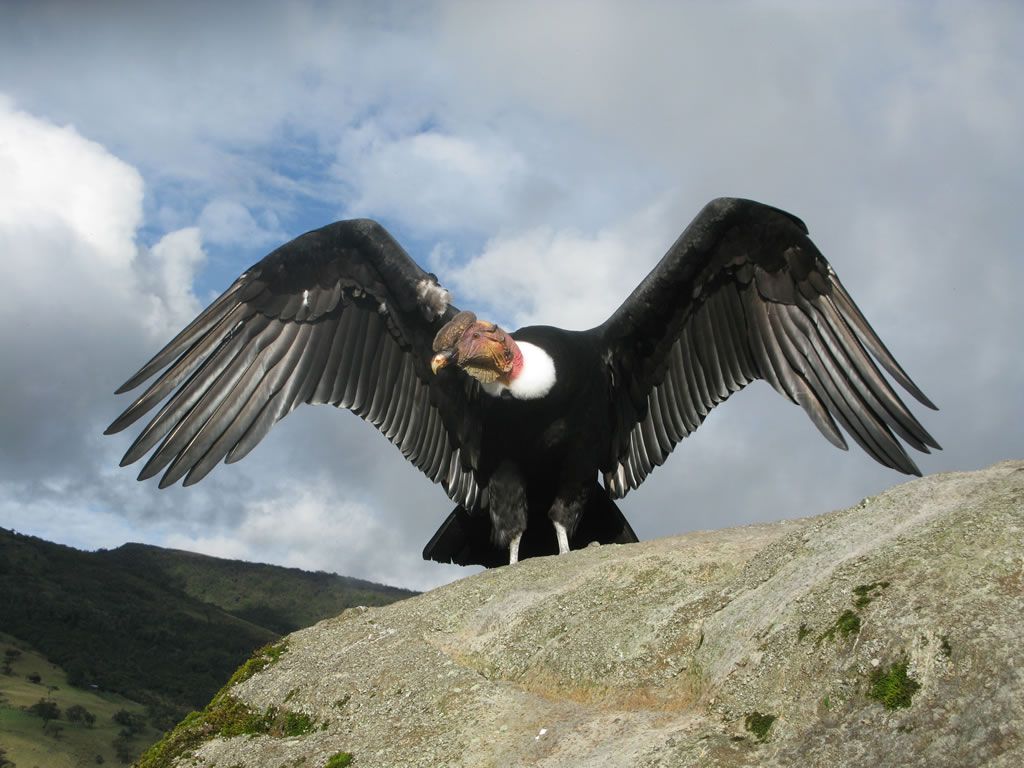 Best 59+ Andean Condor Backgrounds on ...hipwallpapers.