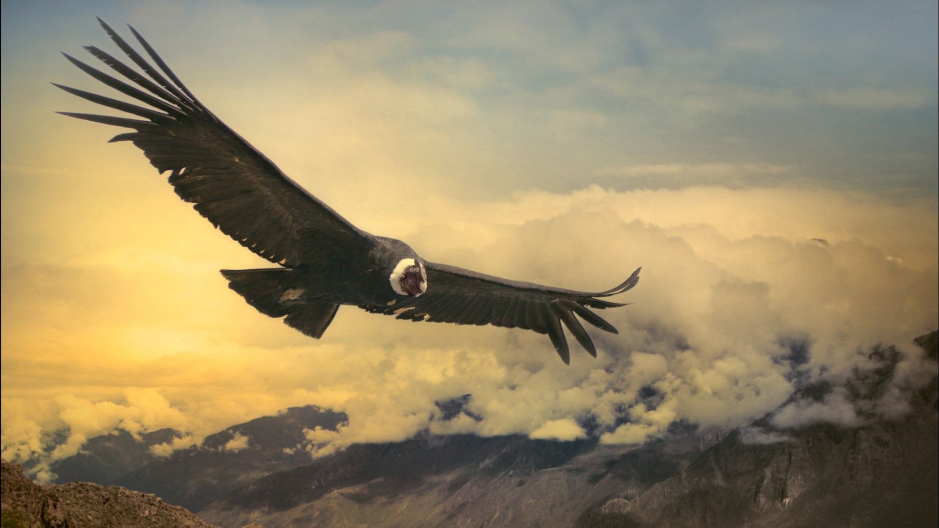 Andean Condor Can Fly 100 Miles Without .wthr.com