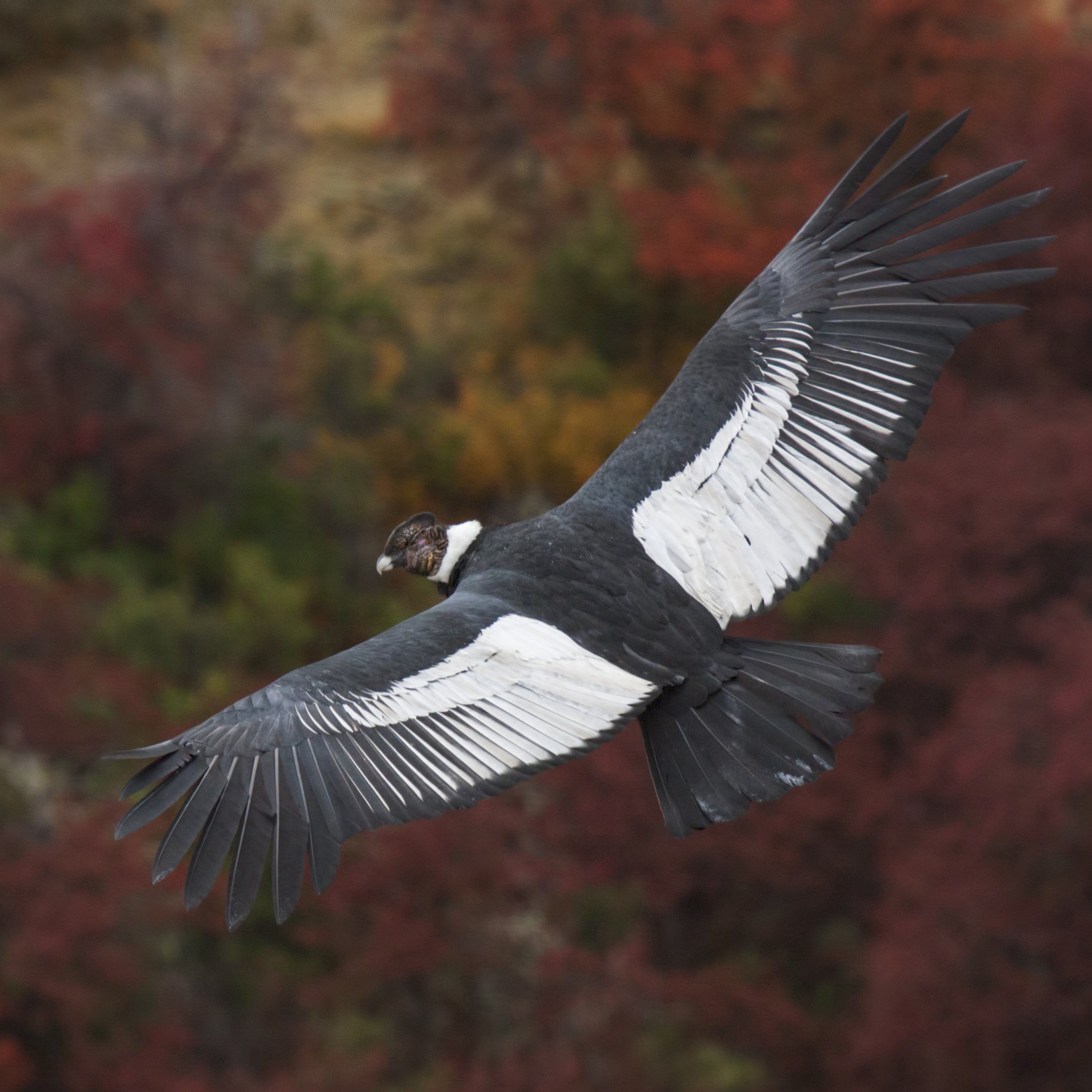 Fly without flapping? Andean condors .apnews.com