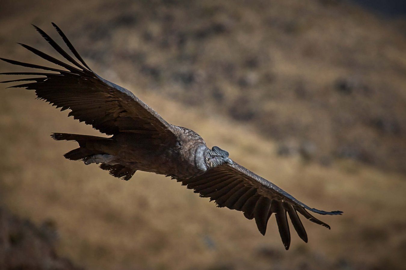 Andean Condors found dead in .birdlife.org