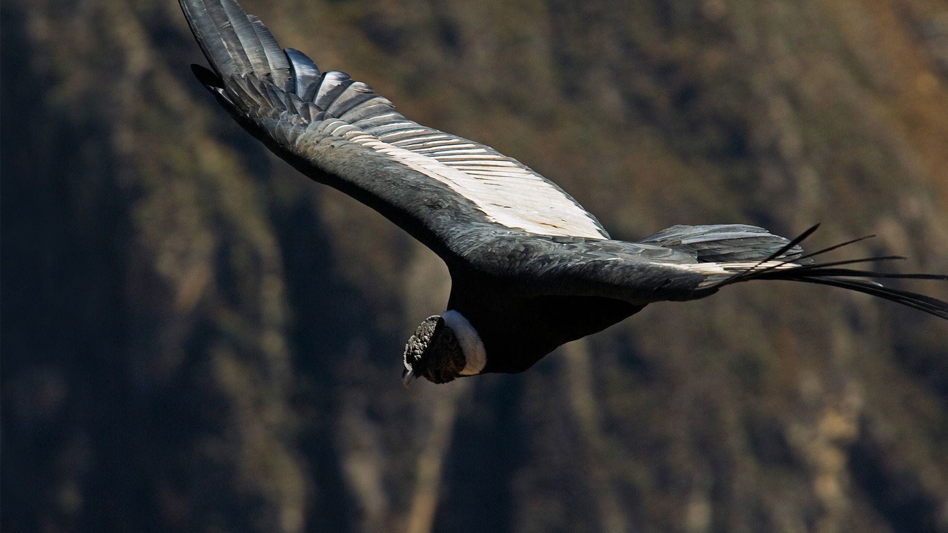 The Andean Condor, beauty and majesty .peru.travel