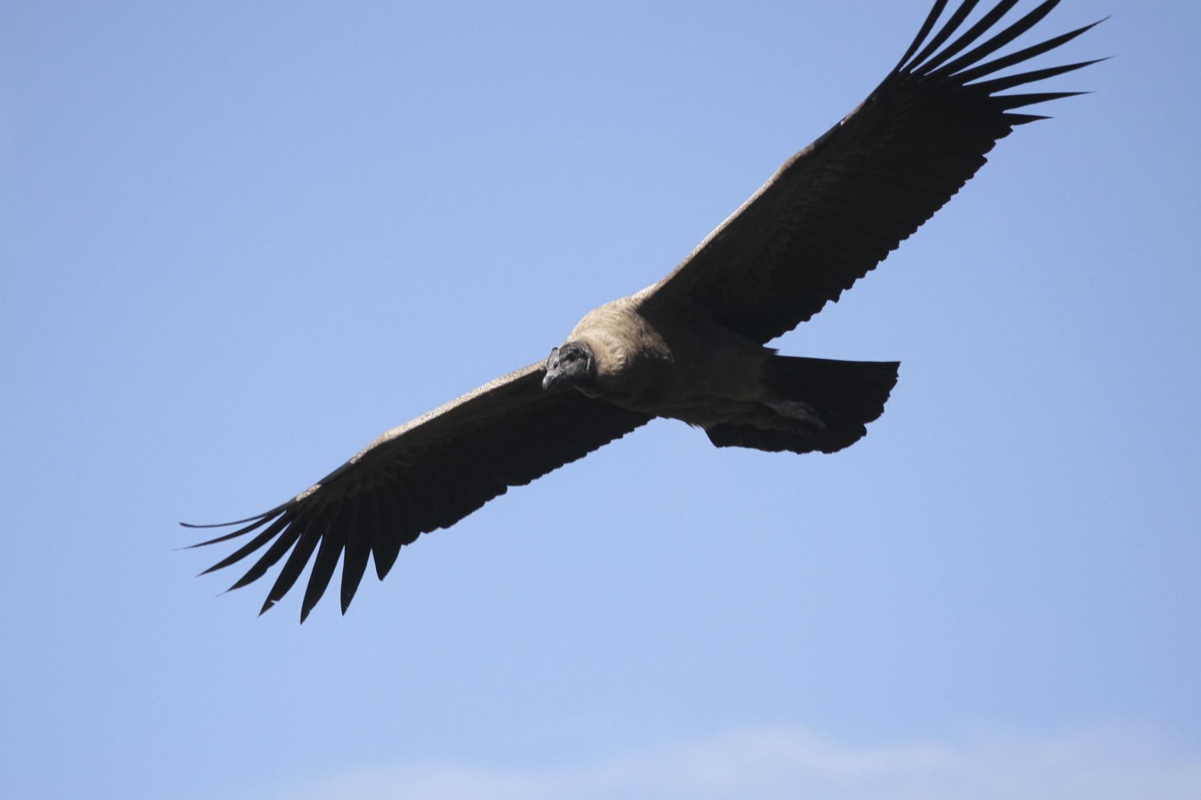 Flying Andean Condor photo and .birdwallpaper.com
