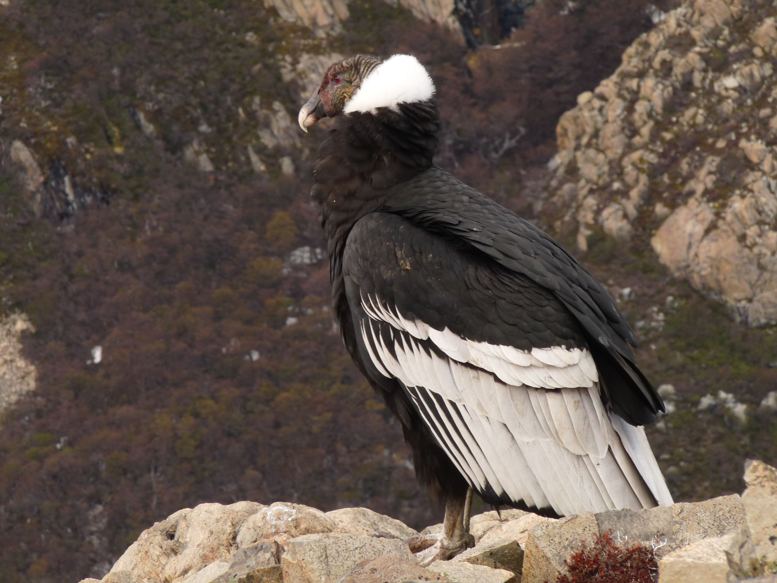 Sitting Andean Condor photo and .birdwallpaper.com