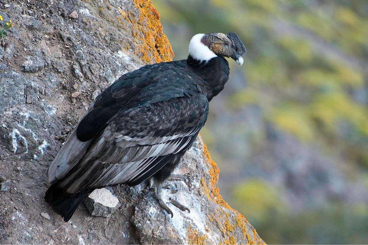 Andean Condor on a rock photo and .birdwallpaper.com