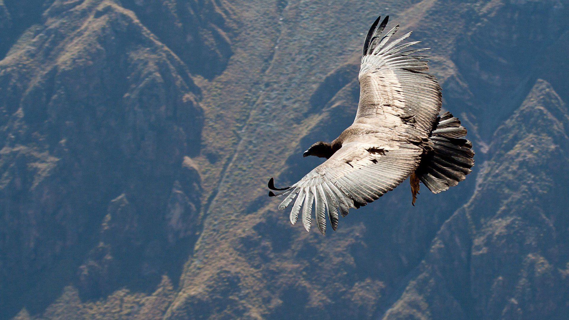 Andean Condor Wallpaper Full HD 73786 .baltana.com