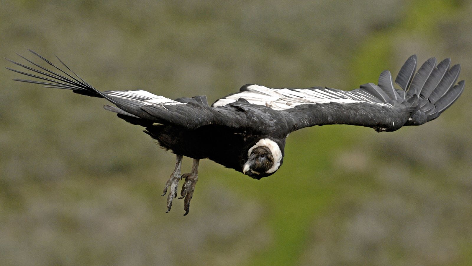 The Andean Condor: 100 Miles, 5 Hours .animals.howstuffworks.com