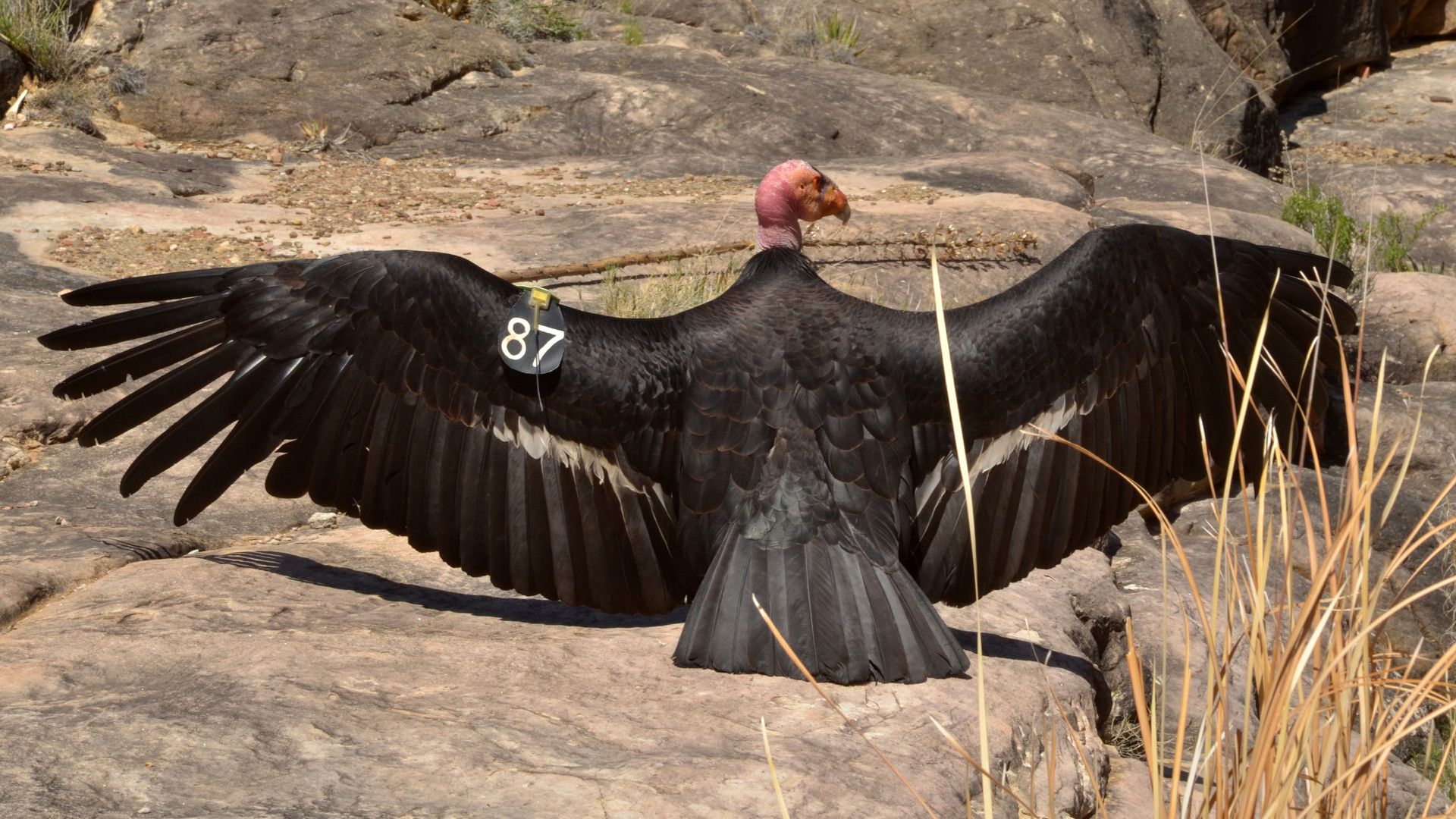 Saving California Condors