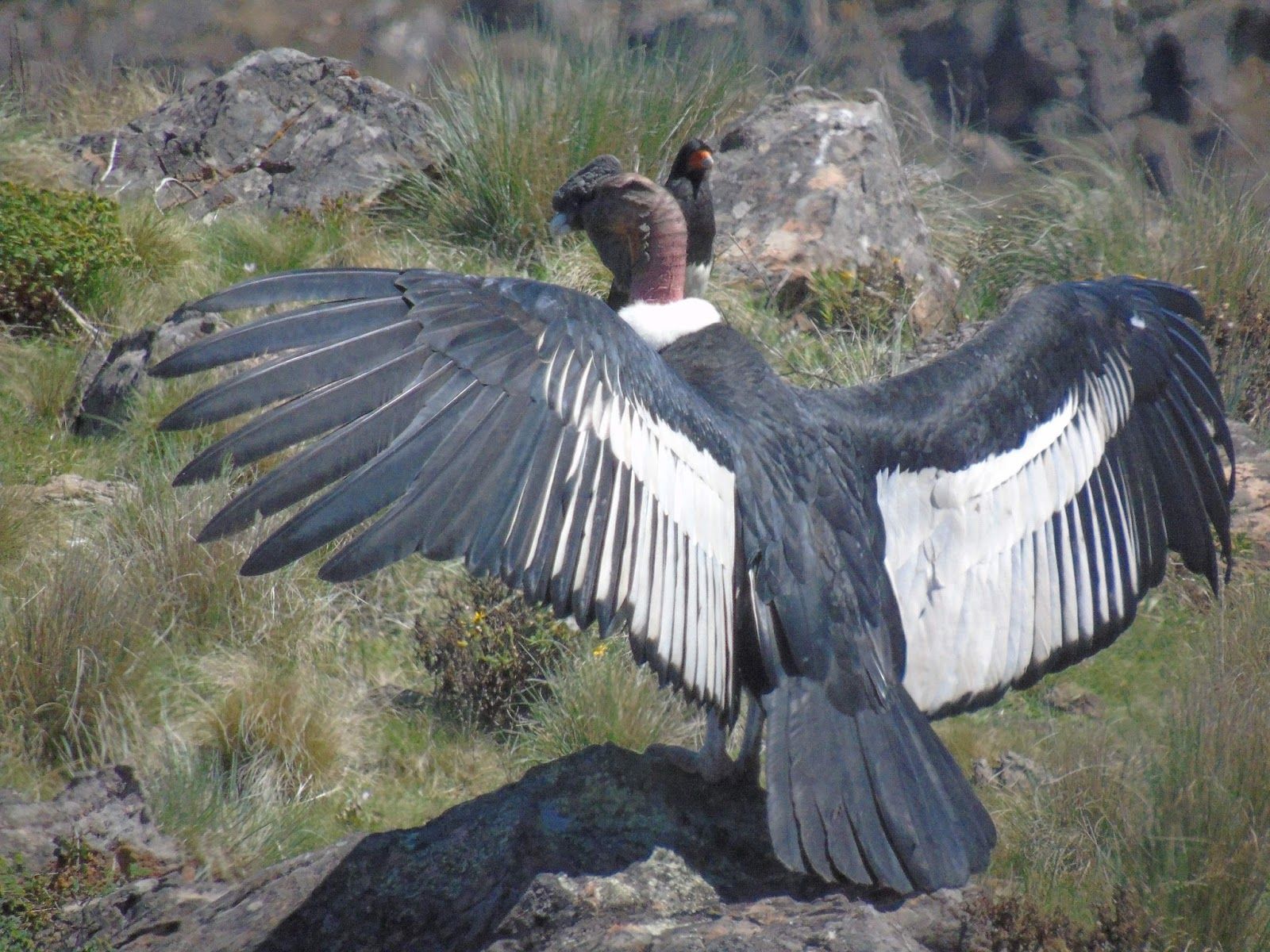 large Andean Condor populationstuartmarsden.blogspot.com