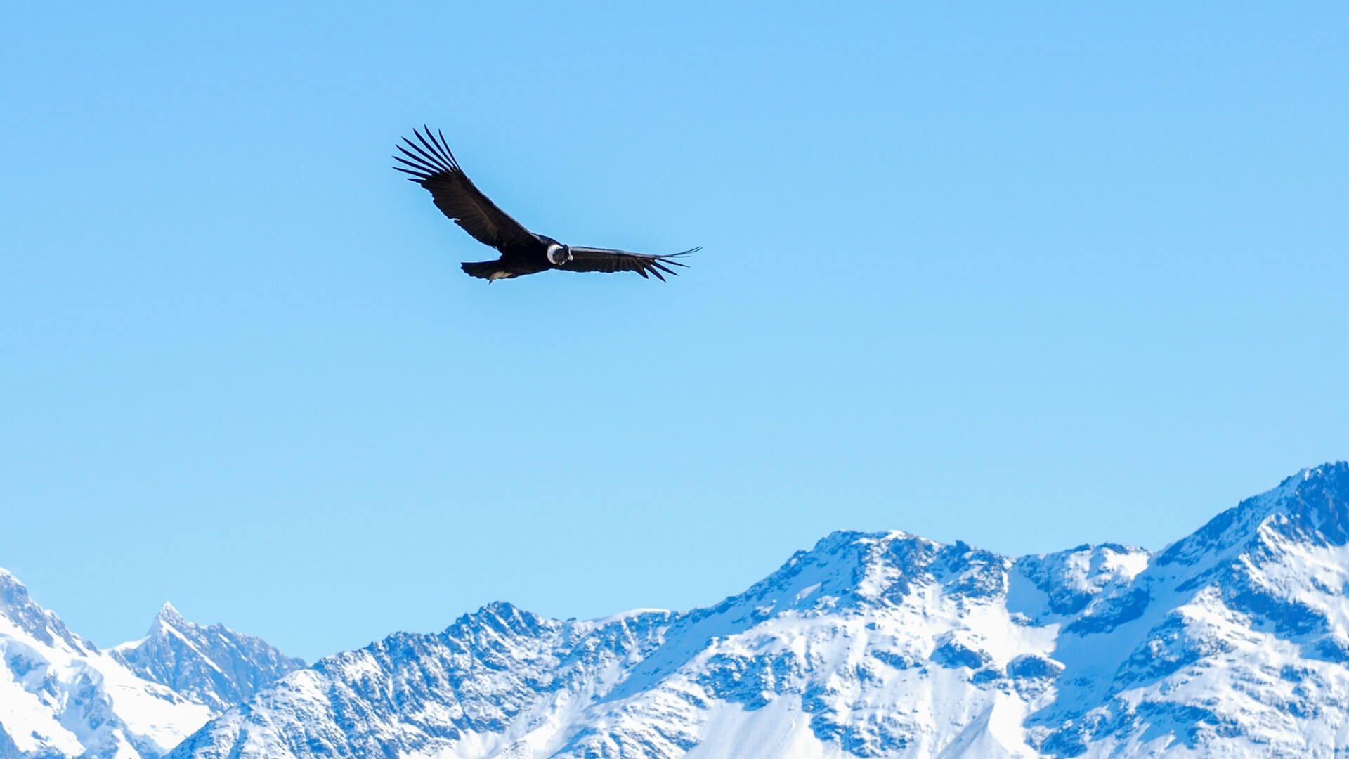 Andean Condor In Flight Chile. Luxury .andbeyond.com