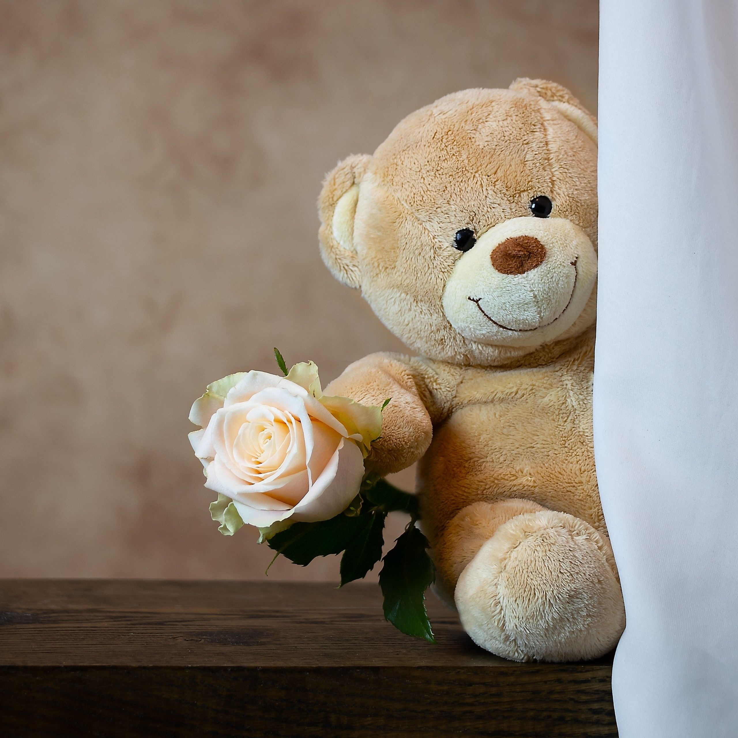 Teddy bear 4K Wallpaper, Rose, Cute toy .4kwallpaper.com
