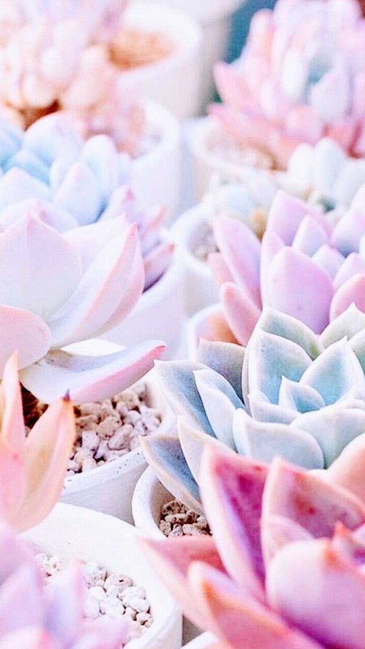 Succulents wallpaper, Plant aesthetic .com