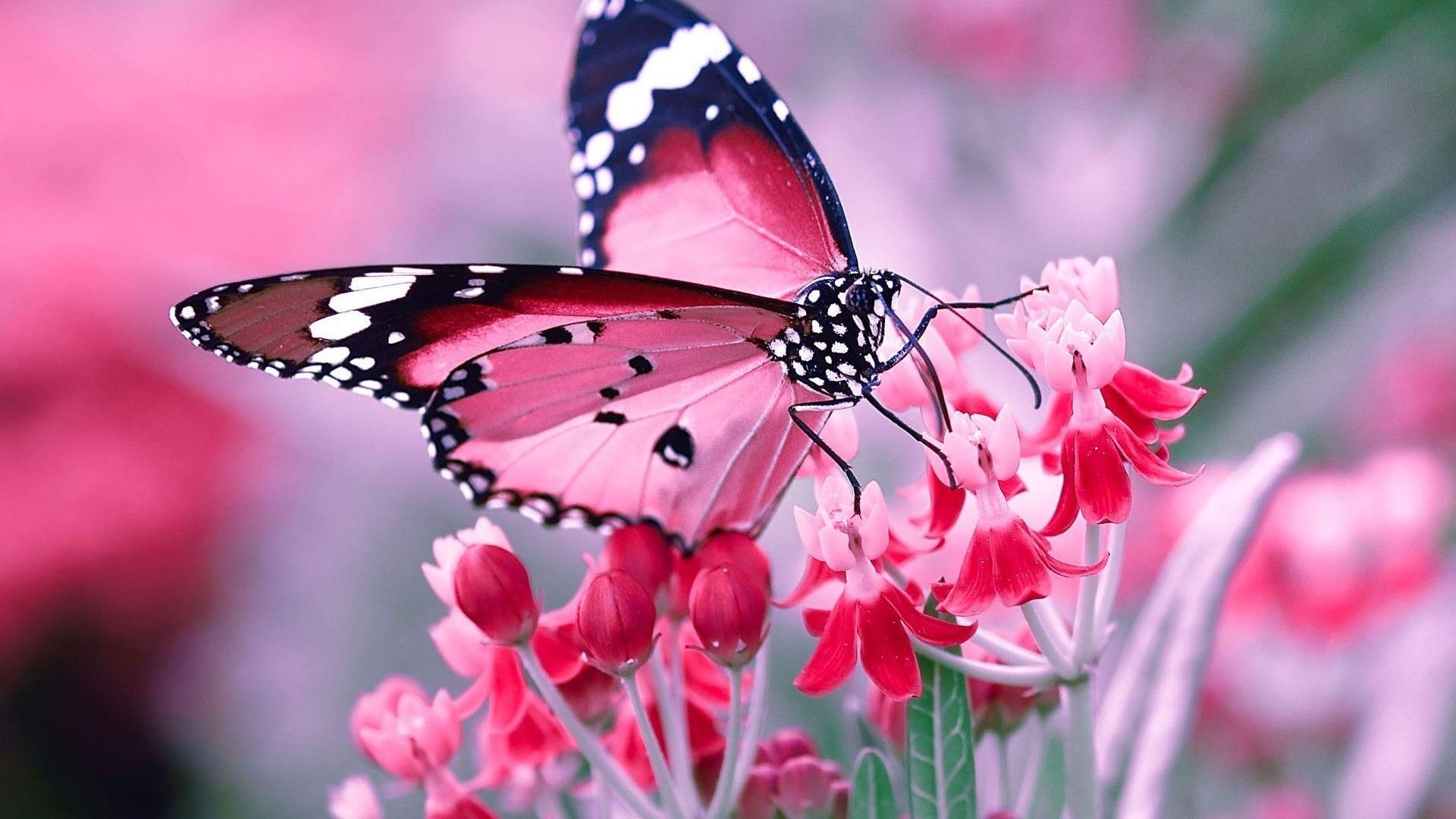 Pink Butterfly Desktop Wallpaper .wallpaperaccess.com