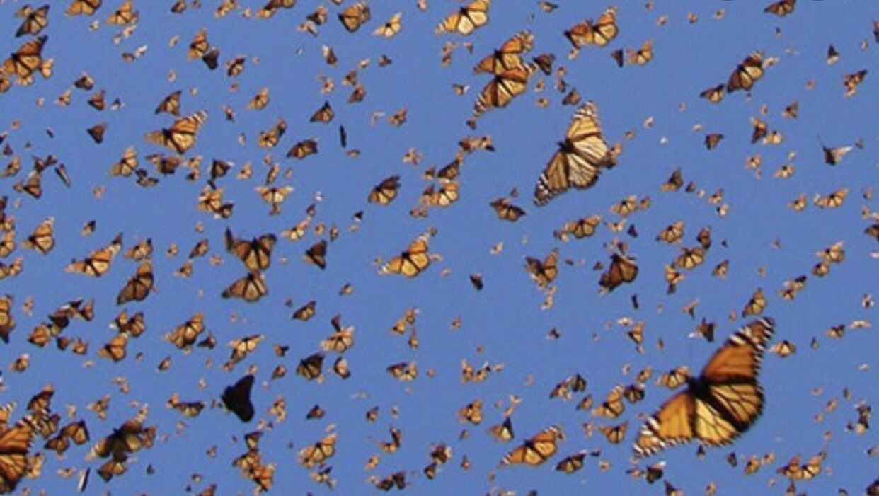 Butterfly Aesthetic Desktop Wallpaper Free Butterfly Aesthetic Desktop Background