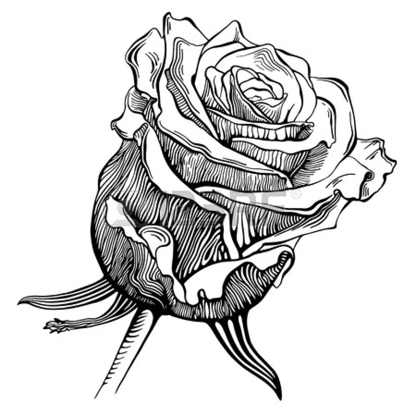 Rose Black And White Drawing Widescreen .teahub.io
