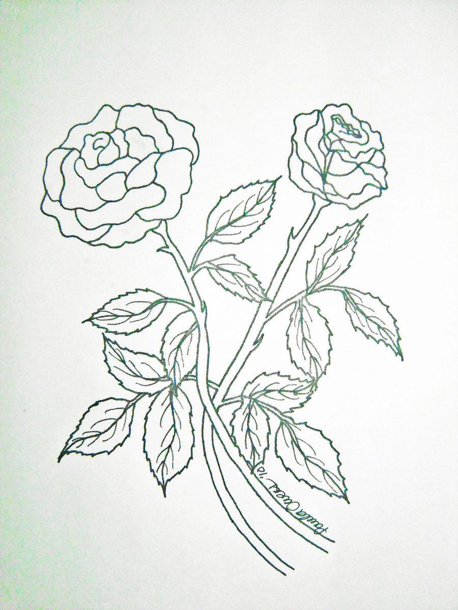Simple Rose Drawings Step By Step 18669 .com
