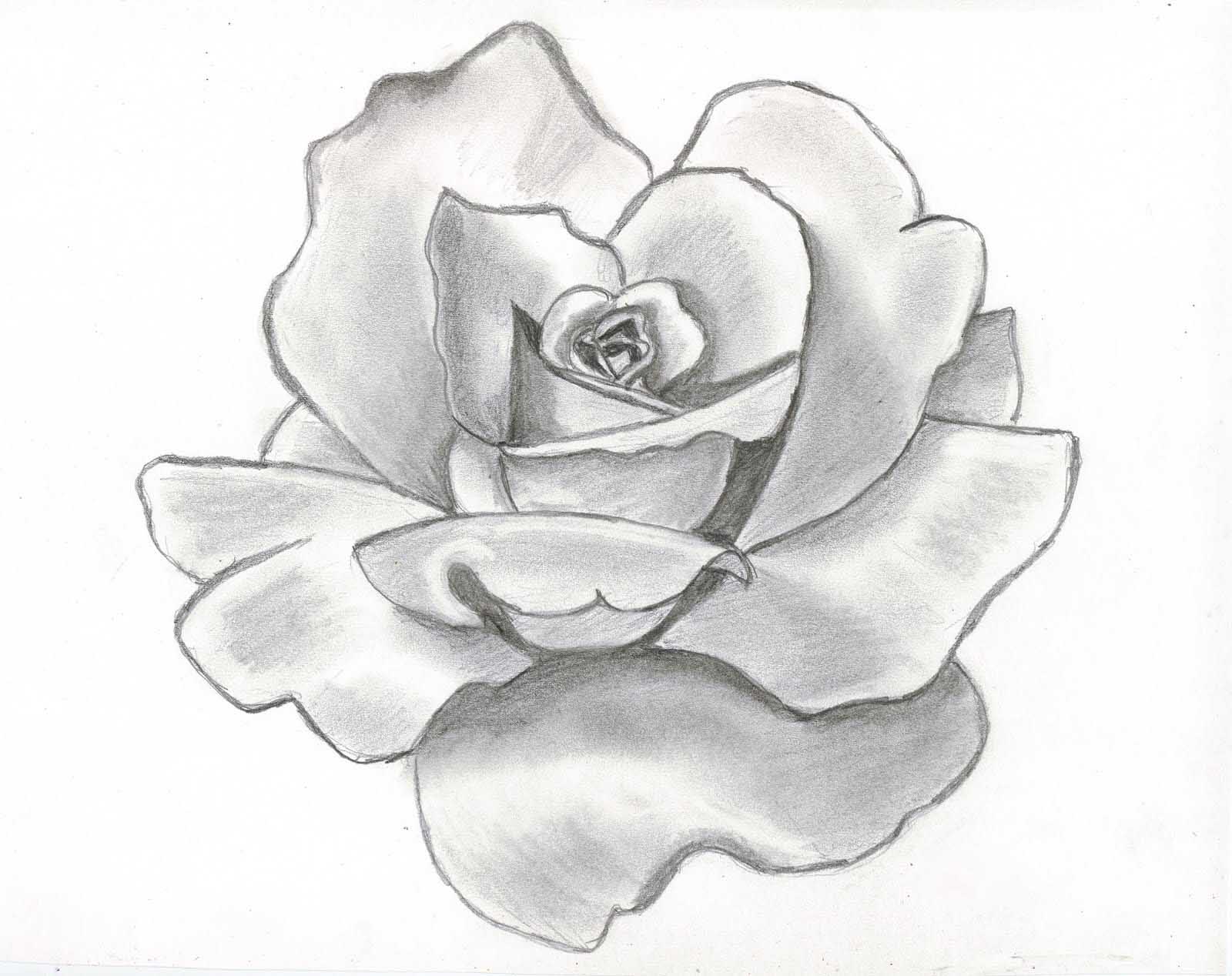 Rose Flower Drawing Wallpaperbeautiful Flowers Wallpaper.blogspot.com