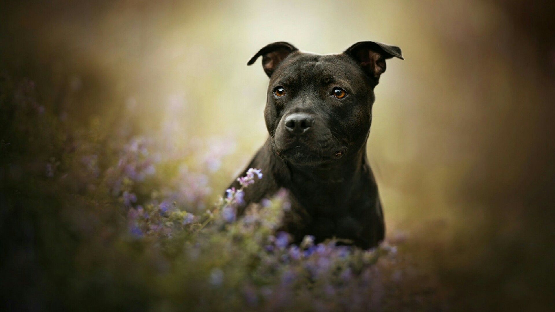 Dog: Pitbull dog wallpaper blackdogyn.com