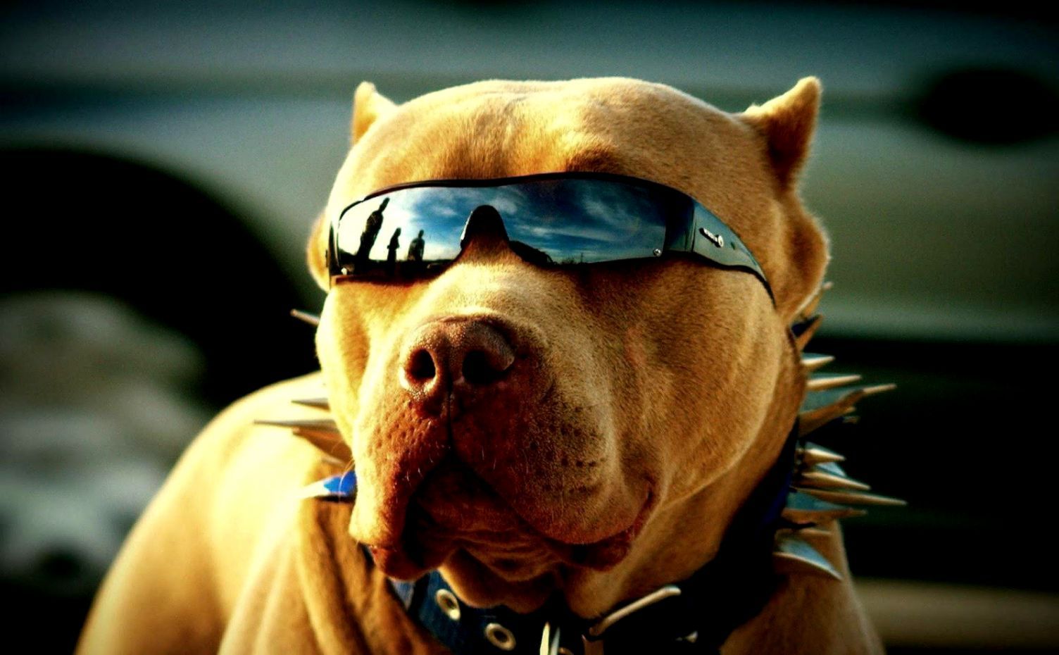 Pit Bull Background