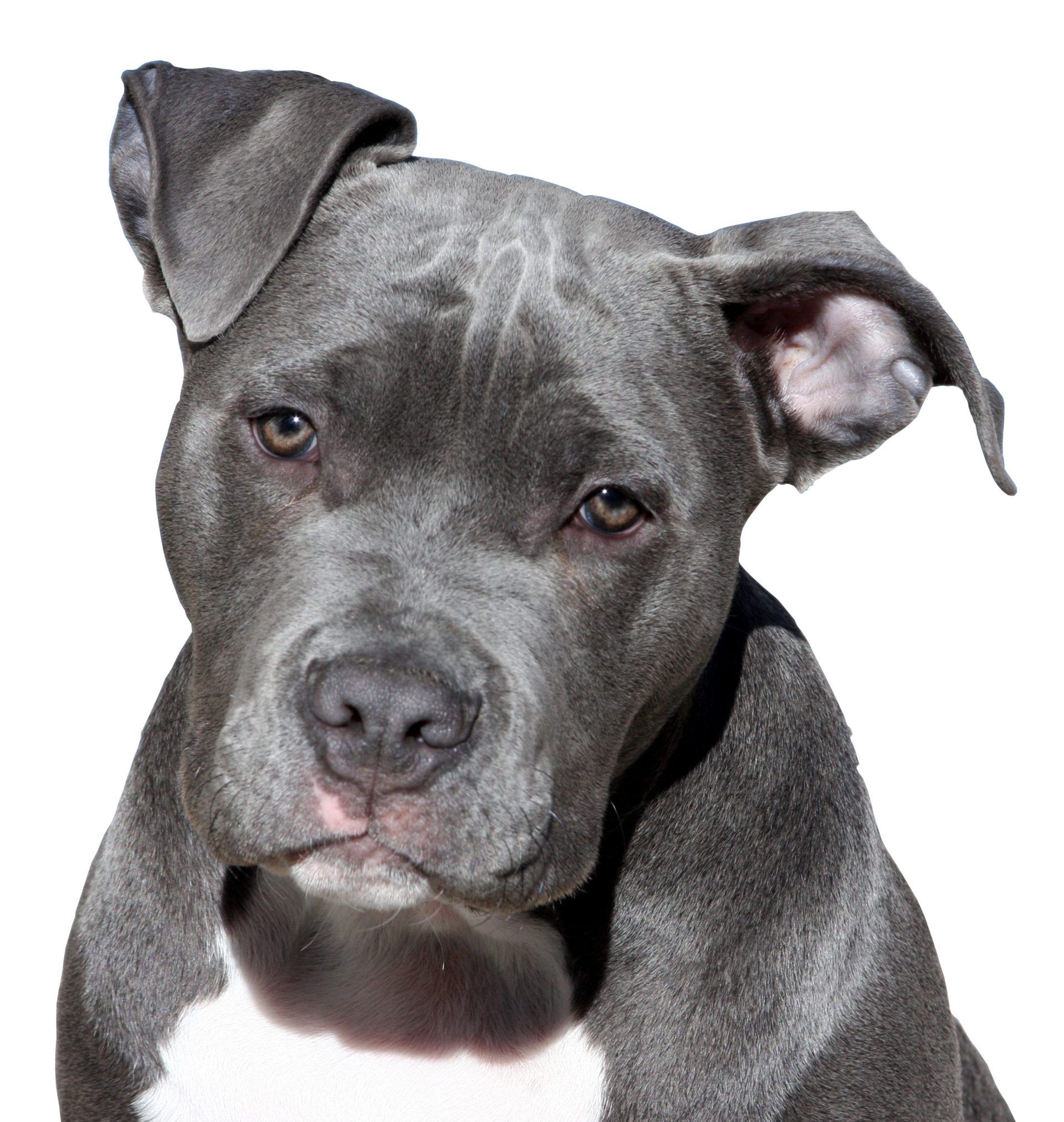 Close Up Gray Pitbull Dog Wallpaper .itl.cat