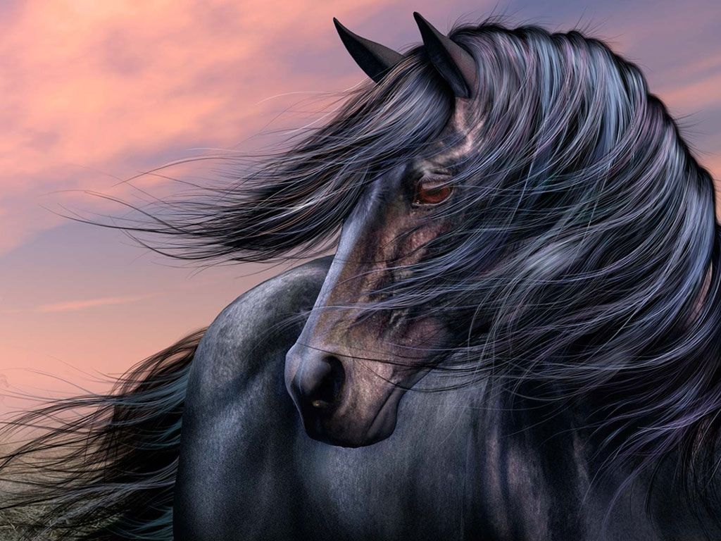 Black stallion 1080P, 2K, 4K, 5K HD wallpapers free download