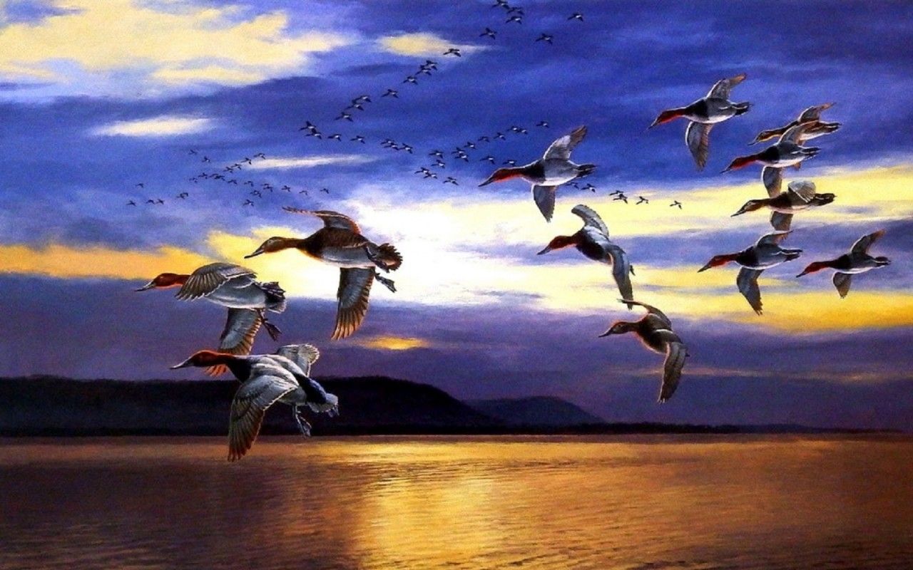 Migrating Birds Lake Sky Dawn wallpapertock.net