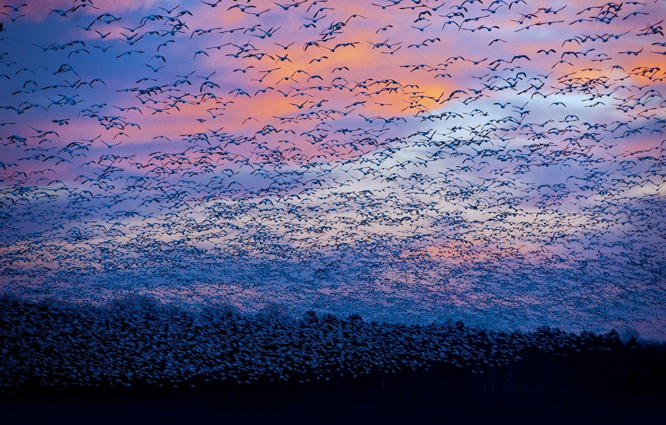 Wallpaper the sky, clouds, birds .goodfon.com