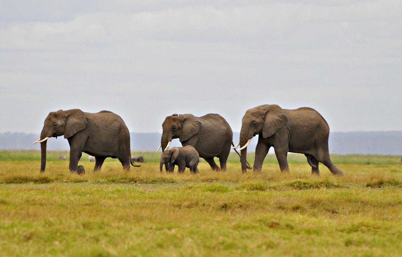 sky, grass, hill, elephants, migration .goodfon.com