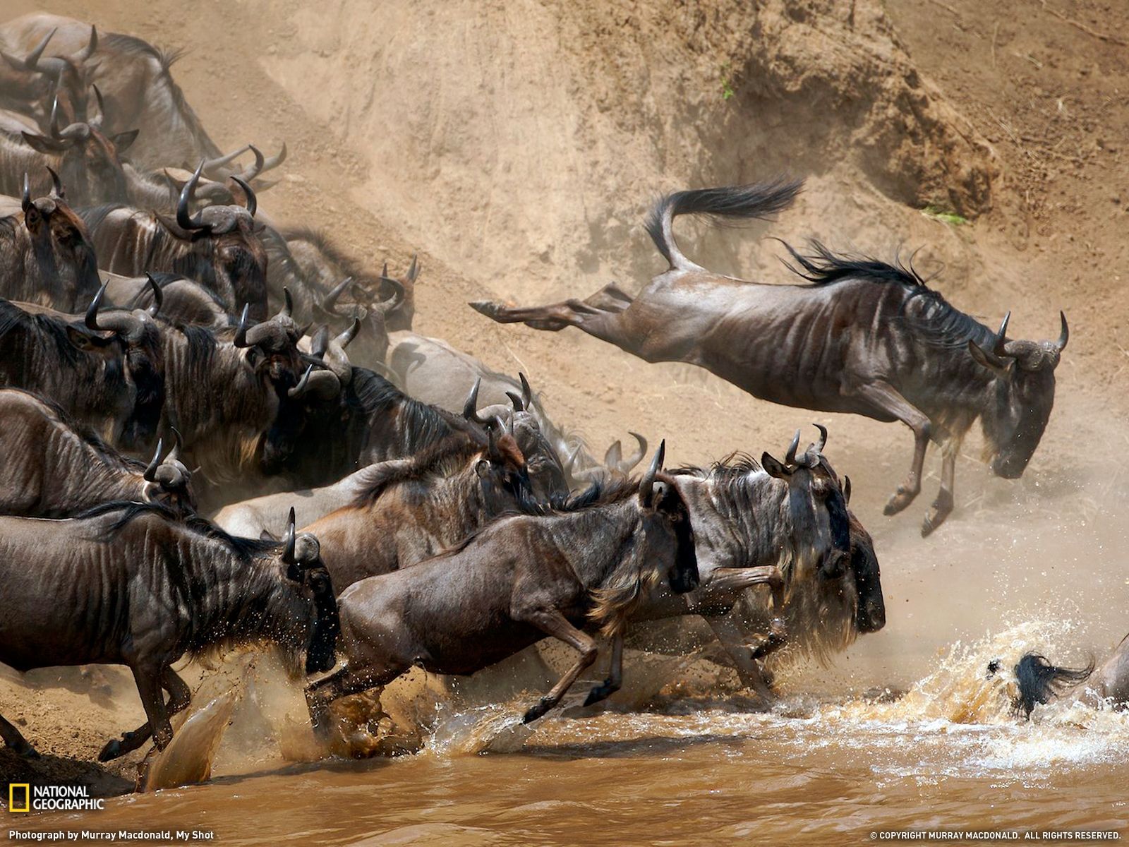 Maasai Mara MIgration wildlife .com