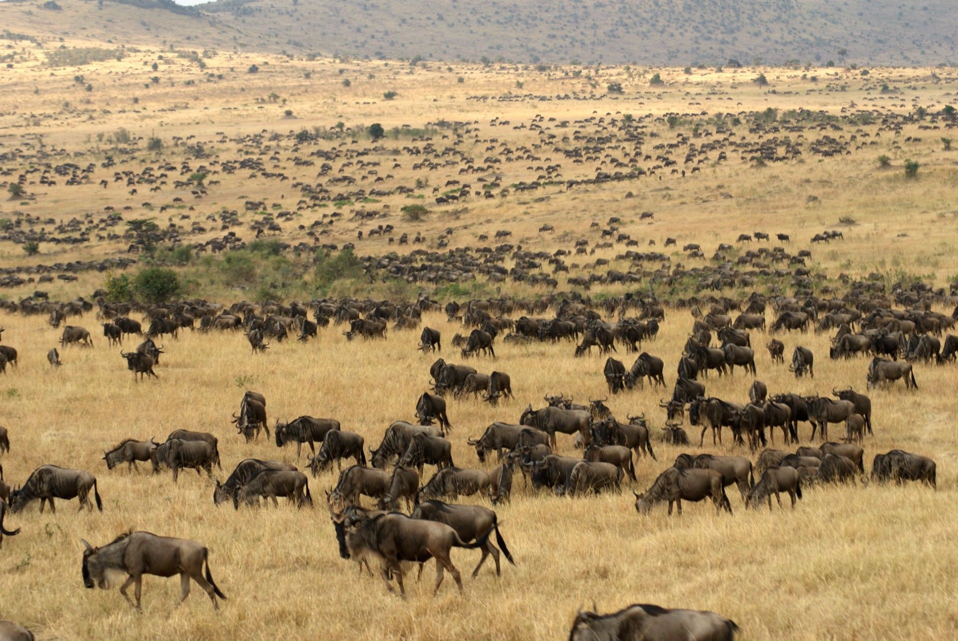 Wildlife, 4k Africa, migration .thewallpaper.co