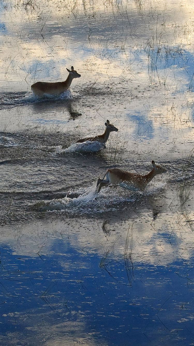 Migration Of Deer iPhone 8 Wallpaper .ilikewallpaper.net