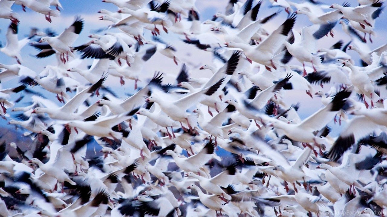 Snow Geese Photo, Animal Migration .desktopbackground.org