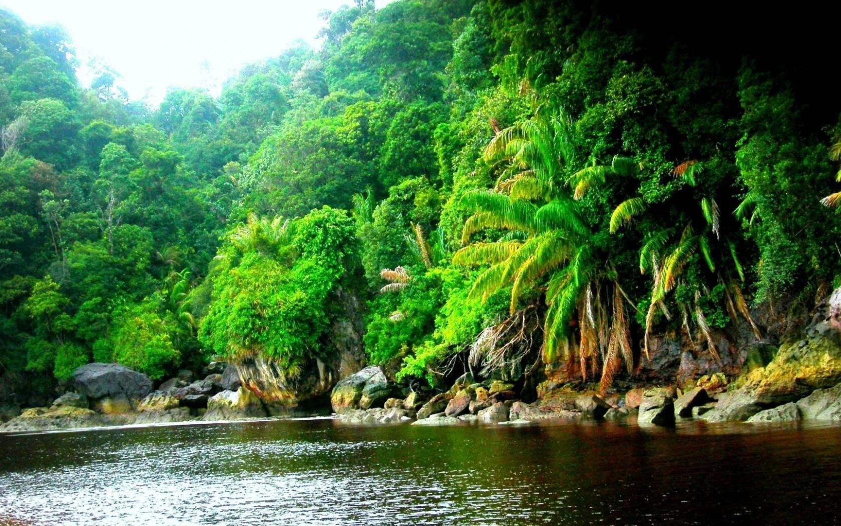 Amazon Rainforest Jungle Black River .wallpaper13.com