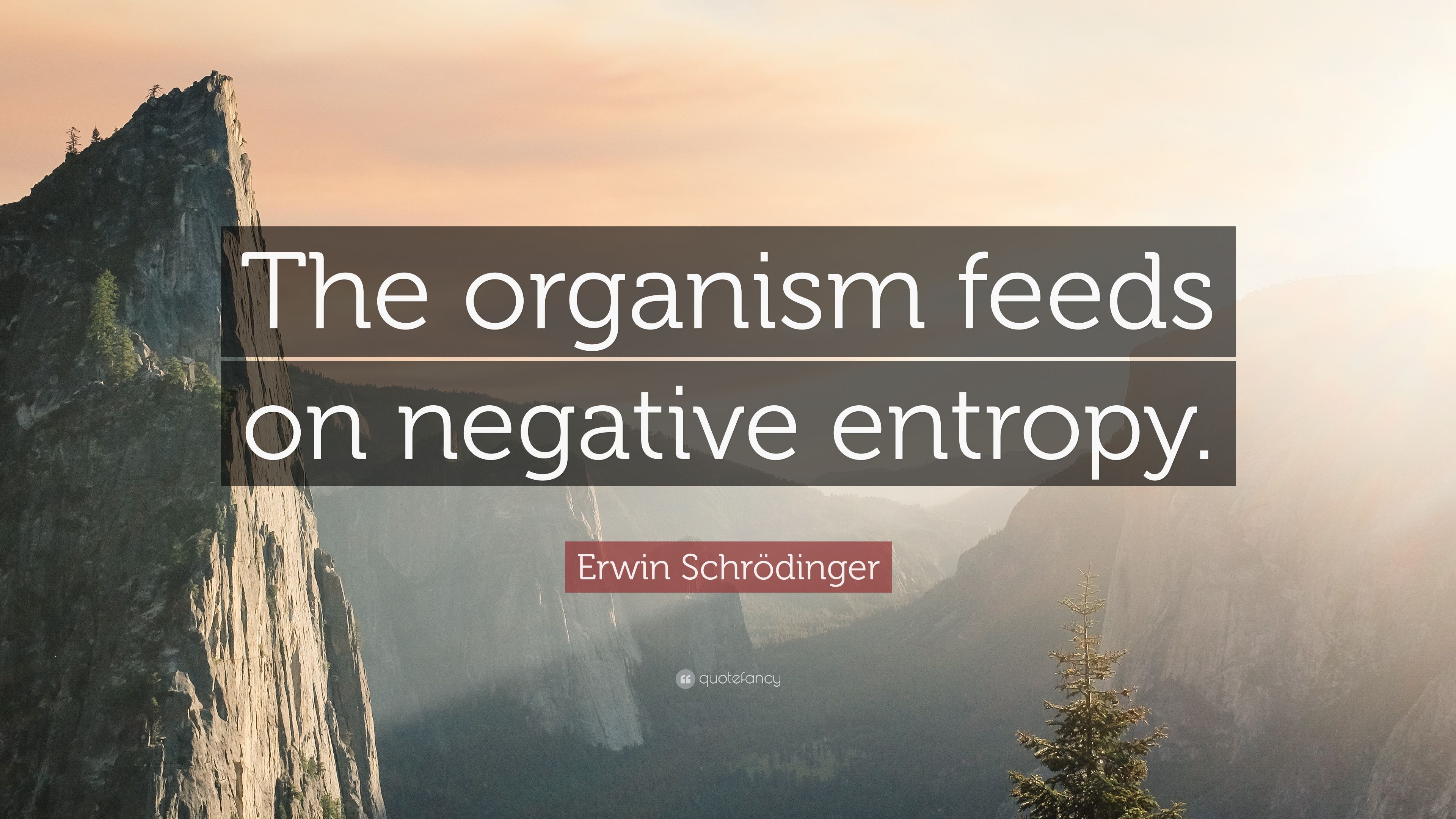 organism feeds on negative entropy .quotefancy.com