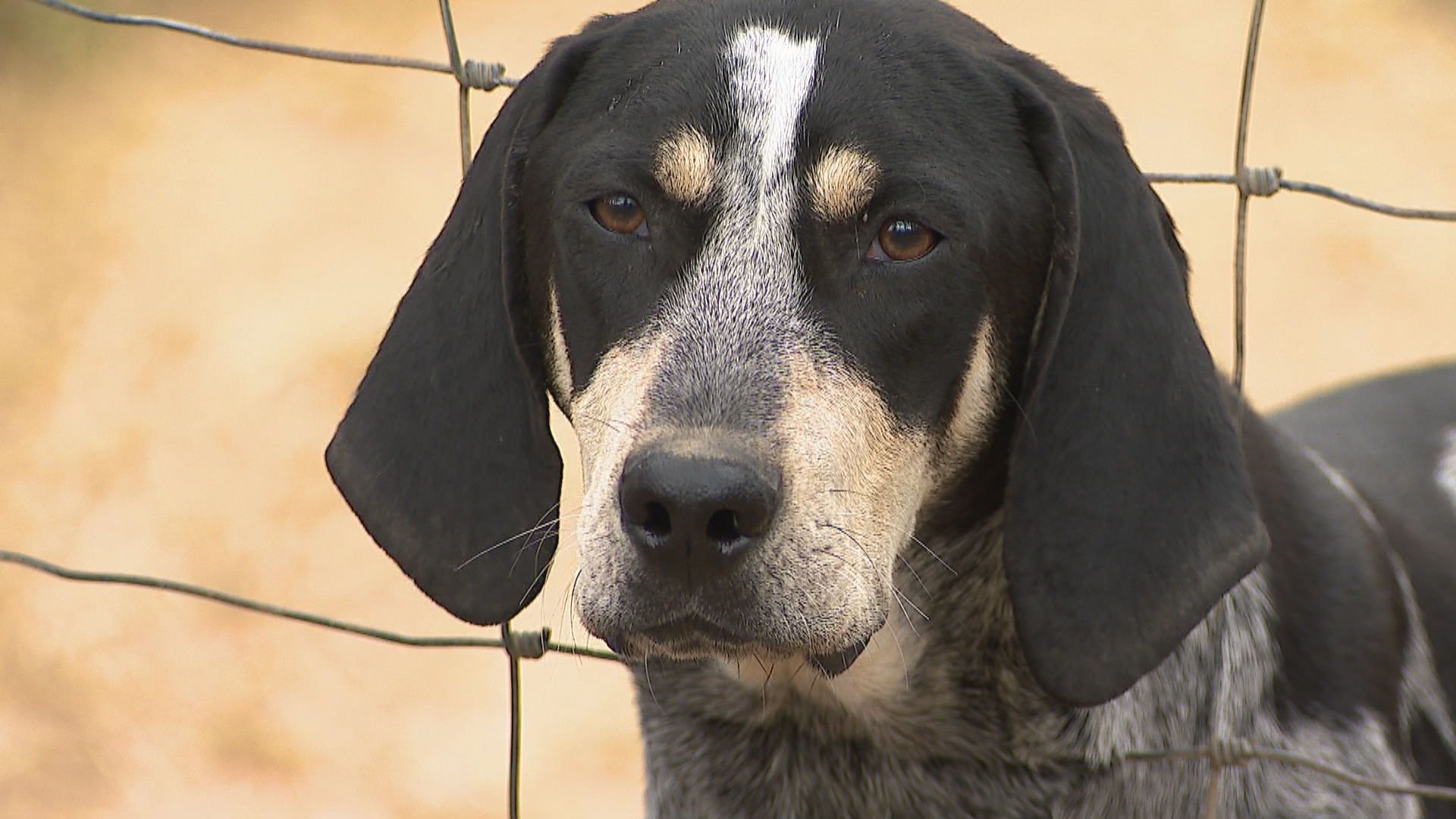 Bluetick Coonhound named official .newschannel5.com