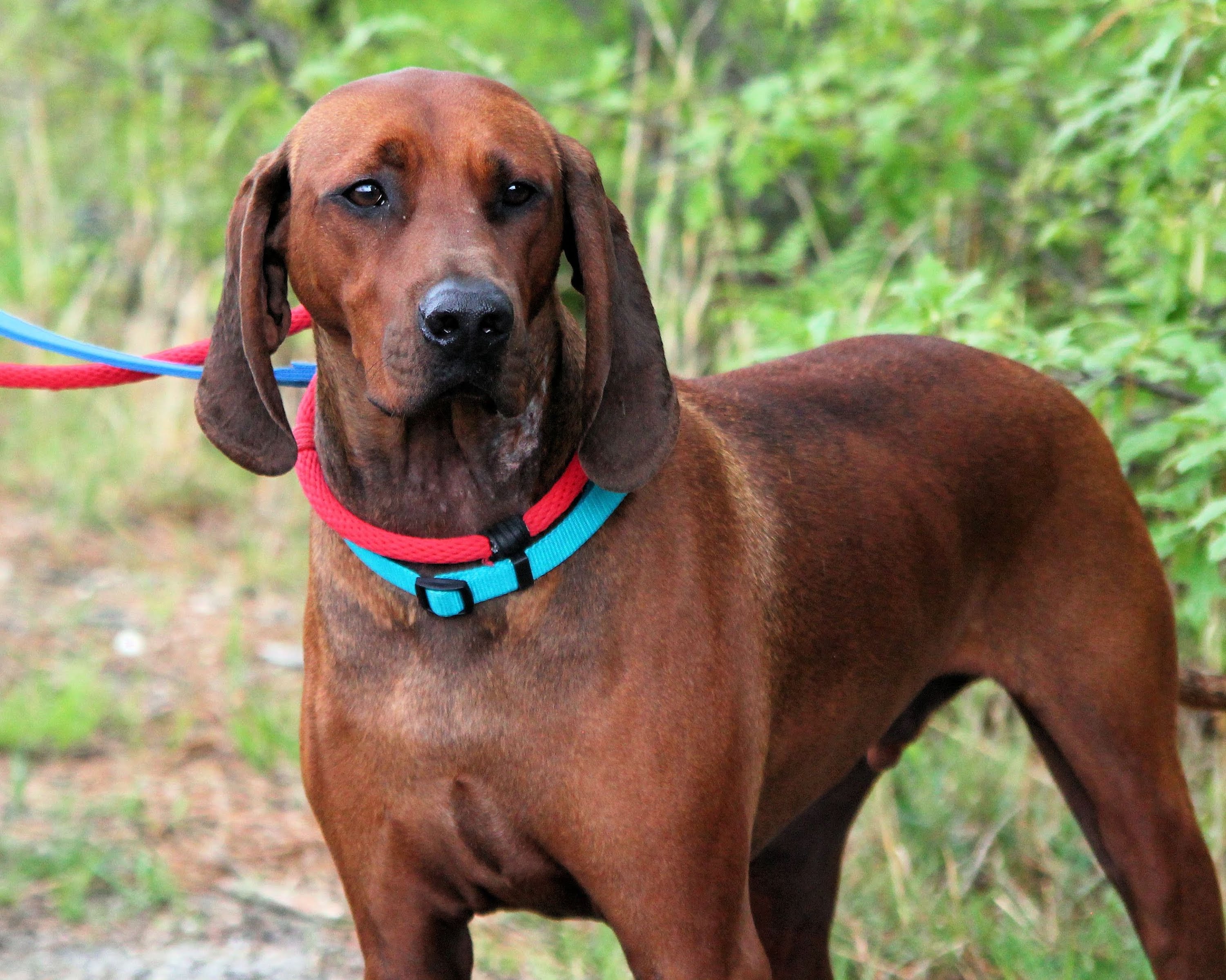 Redbone Coonhound Wallpaper on .hipwallpaper.com