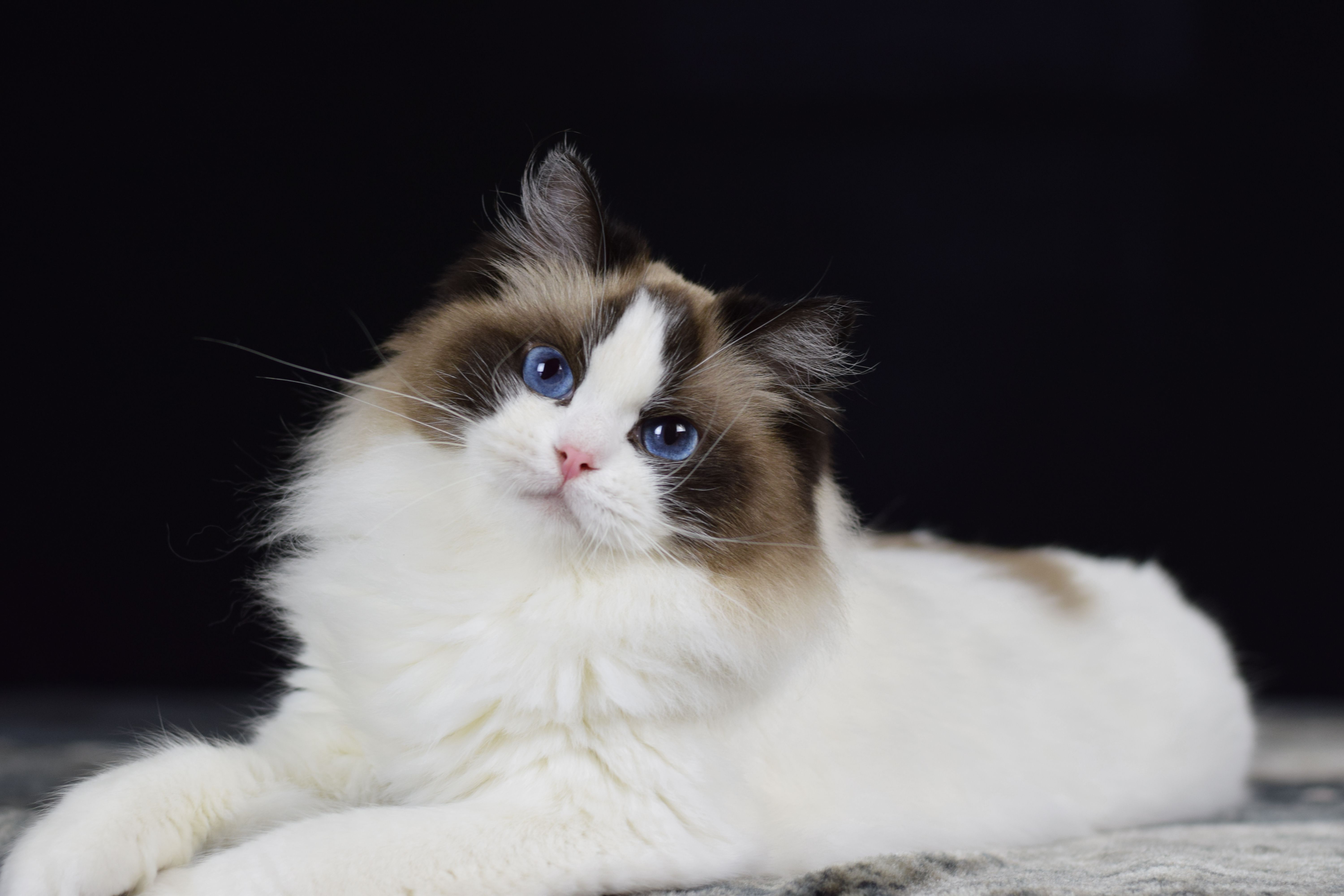 Ragdoll Cat Wallpapers Wallpaper Cave