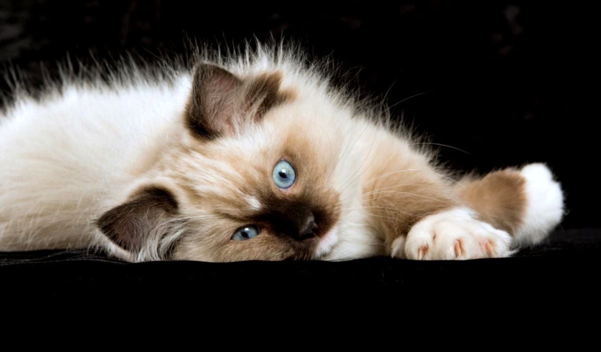 Ragdoll Cat Wallpapers - Wallpaper Cave