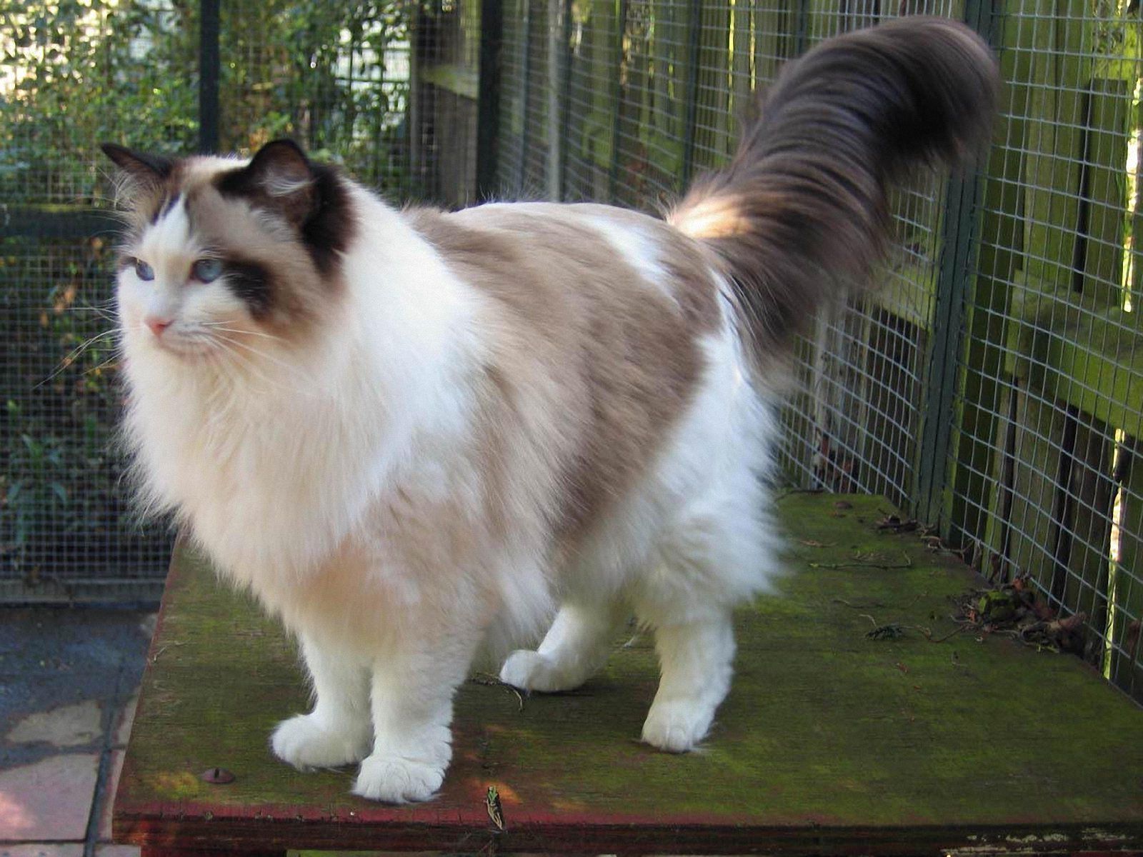 Ragdoll Cat Awesome Image .itl.cat