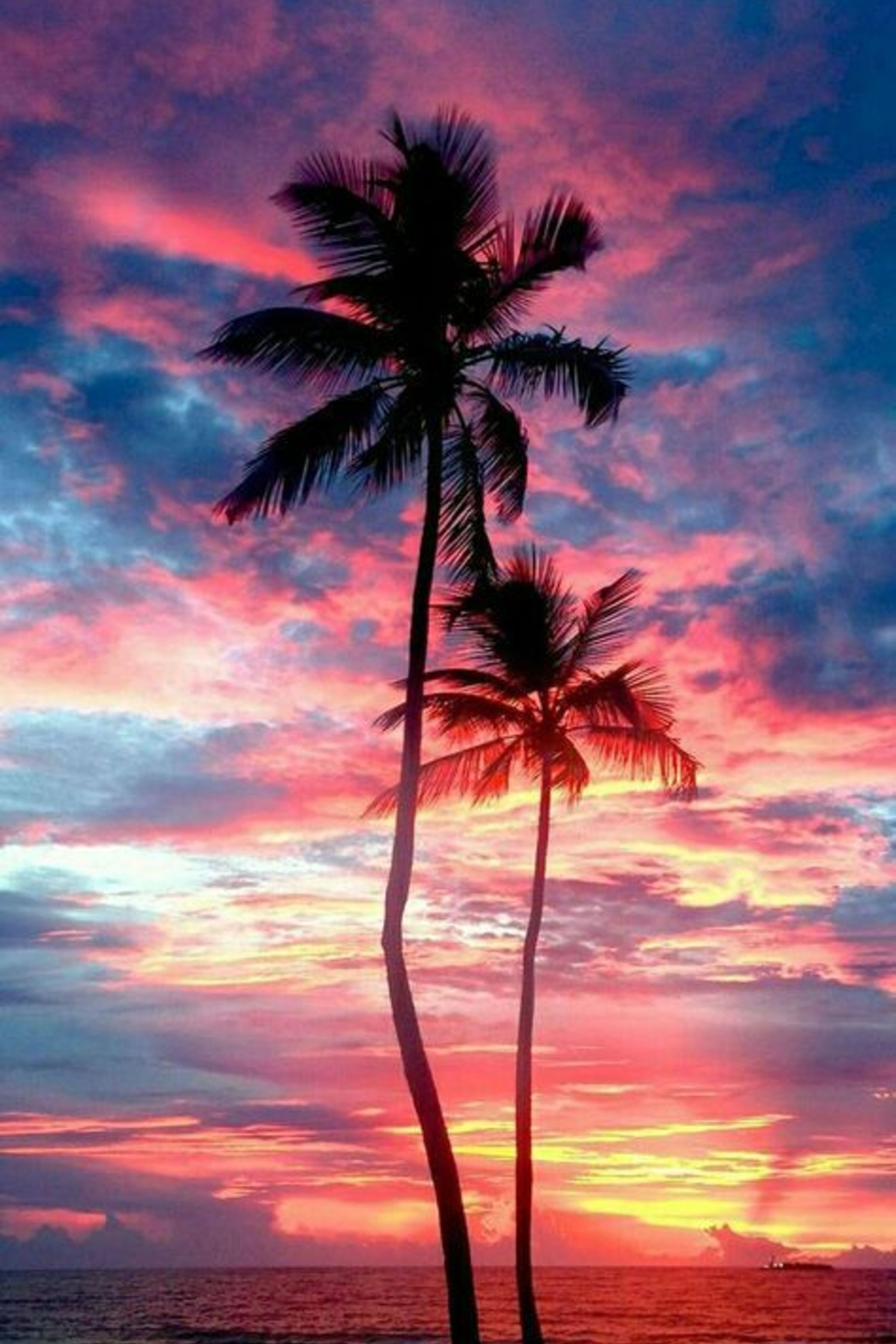 Palm Tree Sunset Wallpapers - Wallpaper Cave