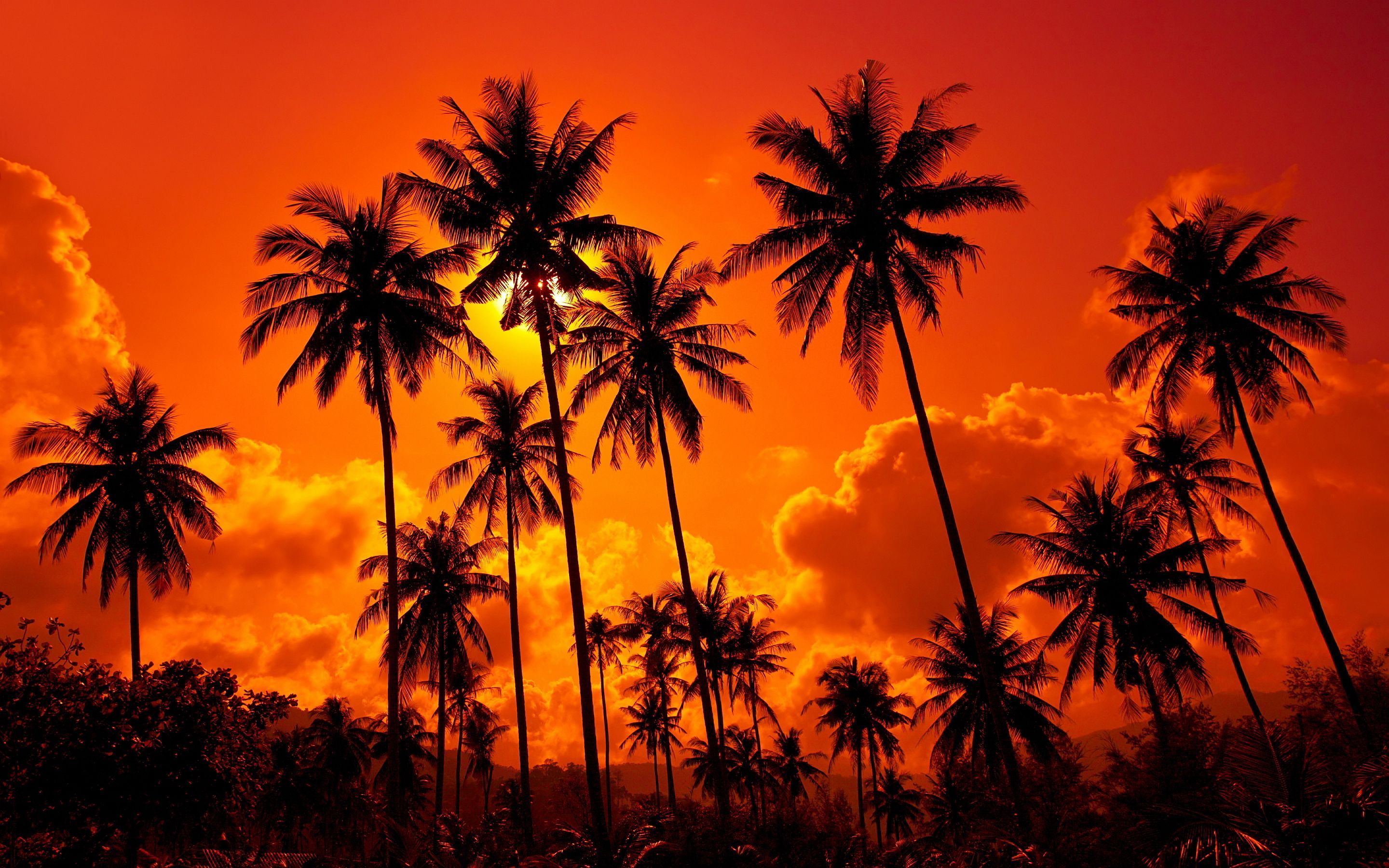 Appealing Colors: The sunset is a visually stunning event that captures the eye. Sunset background, Tree sunset wallpaper, Palm tree sunset
