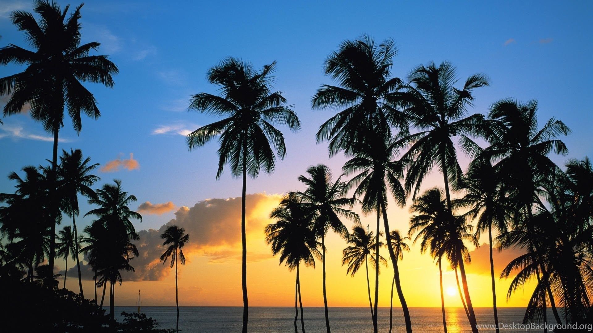 Download Palm Tree Sunset Wallpaper .desktopbackground.org
